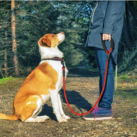 Nylon Reflective Leash: Safety and Style for Dogs of All Sizes